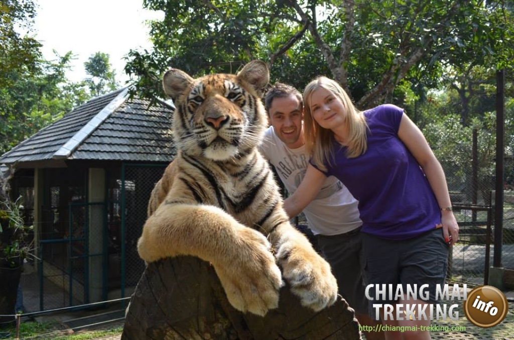 Tiger Kingdom, Orchid & Butterfly Farm | Chiang Mai Trekking | Le meilleur trekking à Chiang Mai avec Piroon Nantaya